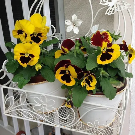 Kostem - Special Category فندق