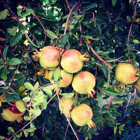 Kostem - Special Category فندق 3*