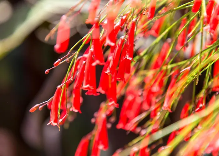 Kostem - Special Category 3* Alacati