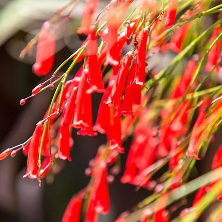 Kostem - Special Category 3* アラカティ